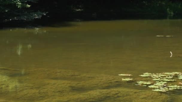 Sebuah Danau Hutan Dengan Air Jernih Mana Anda Dapat Melihat — Stok Video