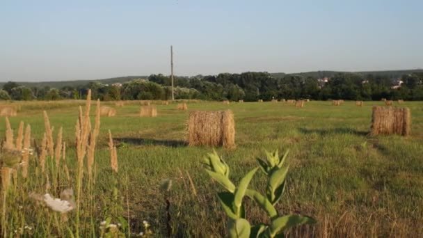 円形の干し草はフィールド全体に散在しています 森や街を背景に カメラは左から右に移動します 農業の概念 — ストック動画