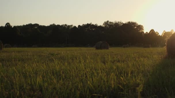 Auf Einem Feld Außerhalb Der Stadt Liegen Viele Heuhaufen Wirbelnde — Stockvideo