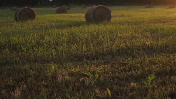 Een Veld Met Ronde Balen Hooi Bij Zonsondergang Het Begrip — Stockvideo