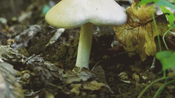 Poisonous Inedible Mushroom Forest Close Dry Oak Leaf Nearby — Stock Video