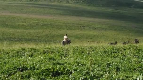 Pastor Cavalo Está Conduzindo Uma Manada Animais Fazenda Através Pasto — Vídeo de Stock