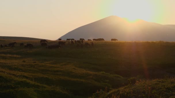 山の牧草地には馬の群れが放牧されている 背景には山と夕日のシルエット 野生動物における家畜の概念 — ストック動画