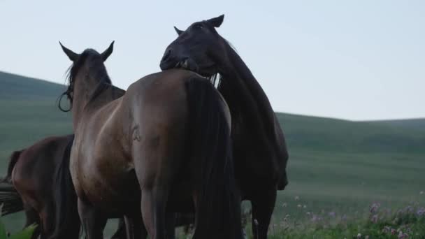 Cavalo Coça Costas Outro Cavalo Com Dentes Conceito Cuidar Uns — Vídeo de Stock