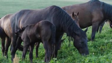 Bir tay, yüksek bir dağ otlağında ot yerken bir kısrağın sütünü emiyor. Doğadaki evcil hayvan konsepti