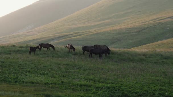 Vários Cavalos Comendo Grama Pasto Montanha Alta Pôr Sol Conceito — Vídeo de Stock