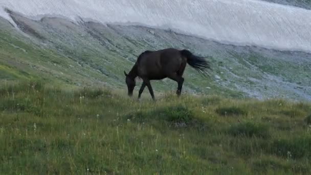 Cavalo Caminha Através Grama Pasto Montanha Alta Uma Encosta Nevada — Vídeo de Stock