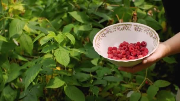 Chica Recoge Frambuesas Los Arbustos Plato Profundo Concepto Desarrollo Agrícola — Vídeo de stock