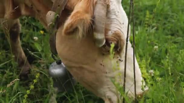 Gros Plan Tête Une Vache Avec Ses Cornes Coupées Elle — Video