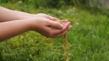 Yeşil çimenlerin arka planında, kadınların elleri avuç içleri ve parmakları arasındaki buğday tanelerini elliyor. Bahar hasadı. Yakın plan. Tarım kavramı