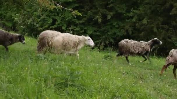 Egy Birkanyáj Fut Zöld Füvön Bundájuk Koszos Levedlett Mezőgazdaság Fogalma — Stock videók