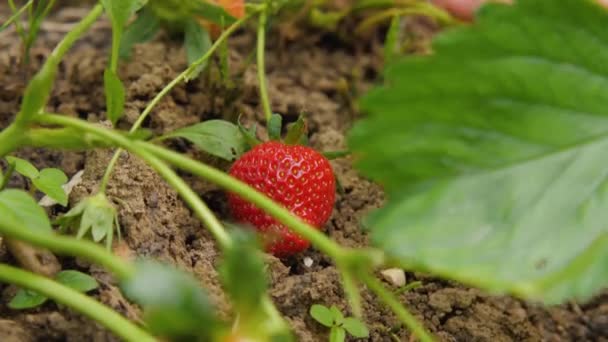 慢动作手工采摘成熟草莓特写 一个女人的手从地上捡起一个草莓 从灌木丛中捡起它 — 图库视频影像