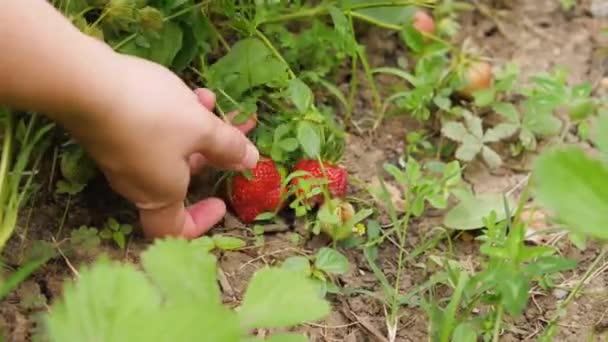 Primer Plano Mano Una Chica Recogiendo Fresas Maduras Arbusto Fresas — Vídeo de stock