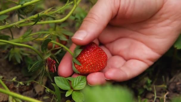 Mão Menina Arranca Morango Maduro Arbusto Close Conceito Agricultura — Vídeo de Stock