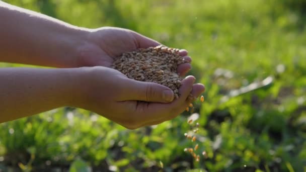 人間の手は収穫後に小麦の穀物を注ぐ 沈みゆく太陽の光の中で 殻物や塵は群をなして飛ぶ スローモーション — ストック動画