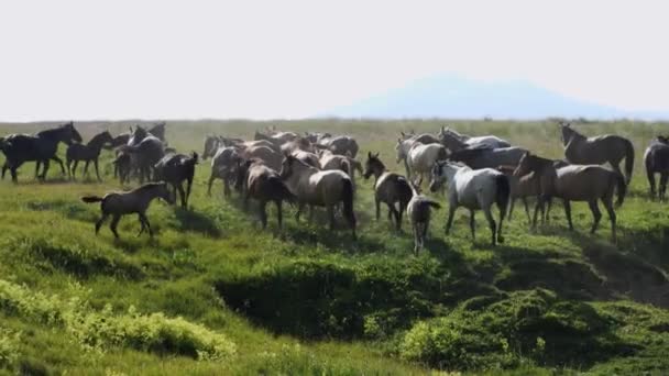Stádo Koní Vysokohorské Pastvině Časová Prodleva Videa Koncept Domácích Mazlíčků — Stock video