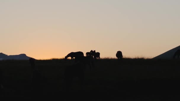 Silhuetter Heste Mod Solnedgangen Græsning Bjergene Begrebet Kæledyr Naturen – Stock-video