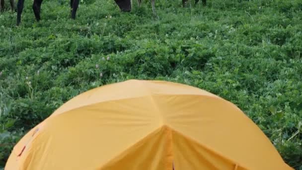 Sarı Turist Çadırı Dağlarda Çim Çiğneyen Atların Arka Planına Karşı — Stok video