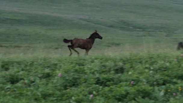 Potro Galopa Através Grama Verde Pasto Nas Montanhas Conceito Animais — Vídeo de Stock