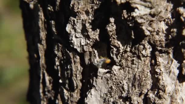 Una Oruga Negra Amarilla Mueve Largo Del Tronco Roble — Vídeos de Stock