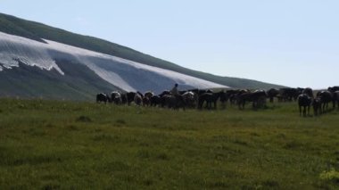 At sırtında bir çoban yüksek bir dağ otlağında atları bir sürüye topluyor. Arka planda karlı bir dağ yamacı var. Vahşi doğadaki evcil hayvan kavramı.
