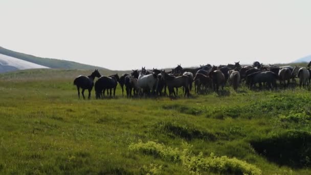 Sırtında Bir Çoban Yüksek Bir Dağ Otlağındaki Sürüdeki Atları Sayar — Stok video