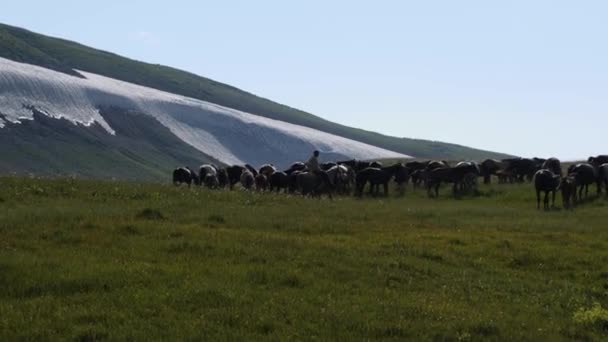 Sırtında Bir Çoban Yüksek Bir Dağ Otlağında Atları Bir Sürüye — Stok video