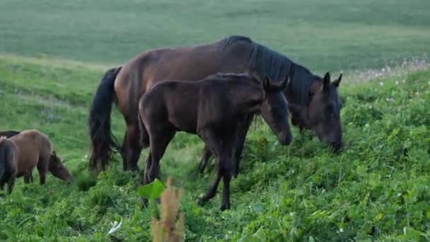 Poulain Élancé Devant Des Chevaux Grignotant Sur Herbe Verte Dans — Video