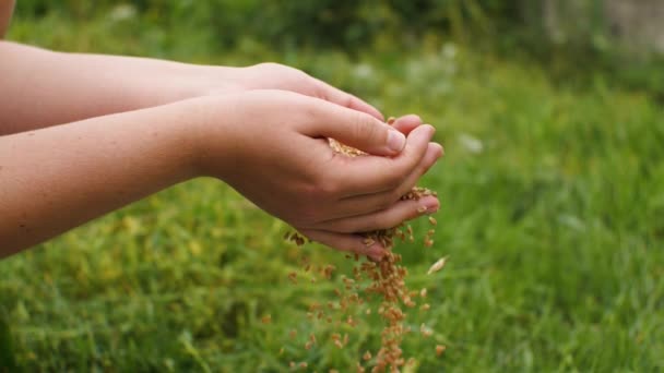 Yavaş Hareket Eden Kadınların Elleri Parmaklarından Buğday Taneleri Döküyor Tarlalardan — Stok video