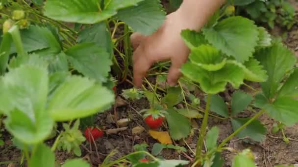 Mano Una Mujer Arranca Una Fresa Roja Madura Arbusto Fresas — Vídeo de stock