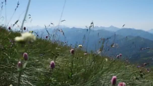 Stengels Van Gras Bloemen Berghelling Wiebelen Wind Tegen Achtergrond Van — Stockvideo