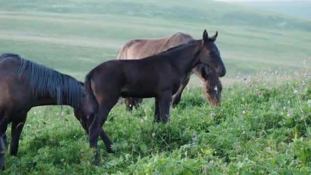 Boční Pohled Hříbě Koně Vysokohorské Pastvině Koncept Domácích Mazlíčků Volné — Stock video