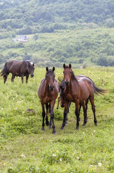 Две Коричневые Лошади Смотрят Камеру Лошади Пасутся Горах Среди Зеленой — стоковое фото