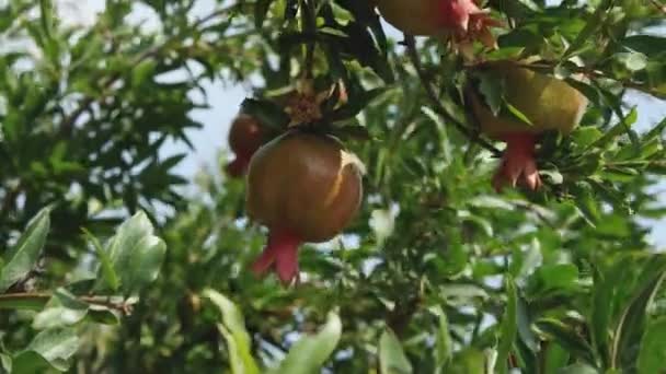 Primer Plano Fruta Granada Árbol Ondulado Por Viento Concepto Agricultura — Vídeos de Stock