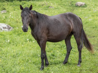 Çerçeveye yan duran ve kameraya bakan güzel kahverengi bir atın yakın çekimi. Arka planda yeşil çimenler var. Bir dağ çayırı. Çiftlik hayvanları üretimi kavramı