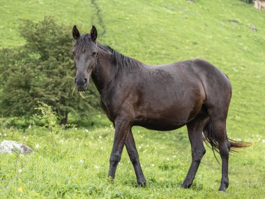 Yeşil çimenlerin arka planına karşı kahverengi bir at. Yanlamasına duruyordu, kafası kameraya dönmüştü, ağzında çimenler vardı. Dağ otlağı. Çiftlik hayvanları üretimi kavramı