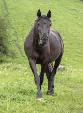 Yeşil çimlerin arka planında yakın plan kahverengi at. Çerçeveye bakıyor ve kameraya doğru incelikle yürüyor. Dağ otlağı. Çiftlik hayvanları üretimi kavramı