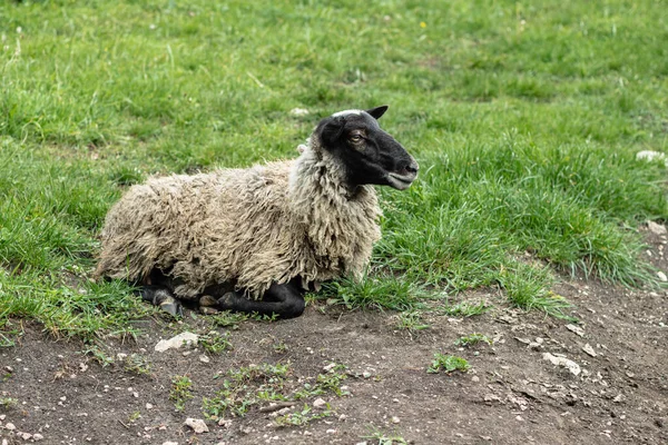 Una Oveja Con Lana Sucia Yace Sobre Hierba Verde Pasto —  Fotos de Stock