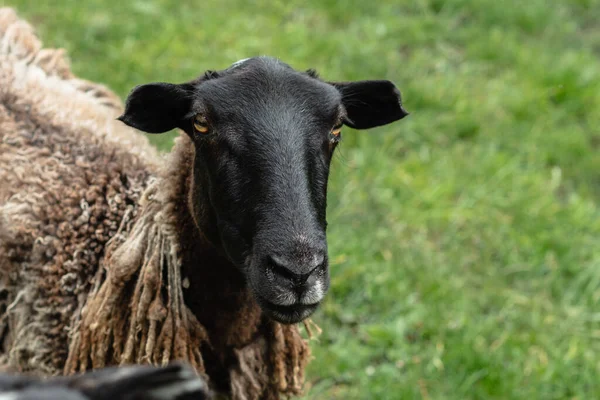 Bárány Fekete Arca Kamerába Néz Zöld Homályos Háttérben Egy Hegyi — Stock Fotó