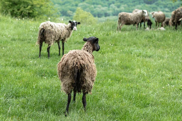 Egy Sáros Hajú Bárány Háttal Áll Kamerának Zöld Más Juhok — Stock Fotó