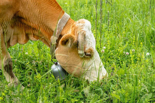 Zbliżenie Głowy Krowy Dzwonkiem Szyi Odciętymi Końcami Rogów Zwierzę Trawę — Zdjęcie stockowe