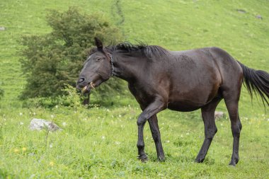 Ağzında çimen olan ve dişlerini gösteren kahverengi at. Arka planda yeşil çimenler var. Dağ otlağı. Komik hayvanlar konsepti.
