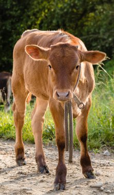 Üzerinde ip olan kahverengi bir buzağı kameraya bakar. Sığır gelişimi kavramı.