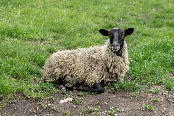 Una oveja con lana sucia yace sobre la hierba verde y mira a la cámara. Un pasto de gran altitud. El concepto de cría de animales. — Foto de Stock