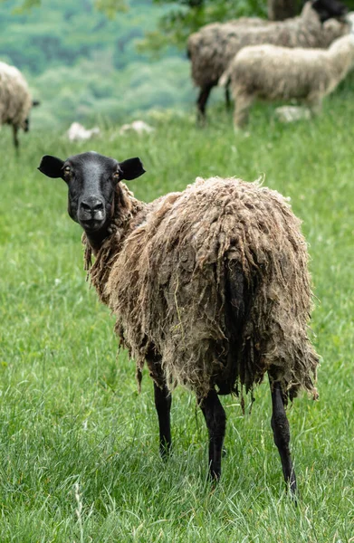 Una oveja con la cabeza negra y el pelo sucio mira a la cámara. Un pasto en las montañas. Hierba verde y otras ovejas en el fondo. El concepto de cría de animales. — Foto de Stock