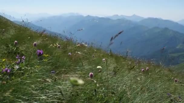 高山上 草和花在风中摇曳 在背景上是陡峭的山峰 山区旅游的概念 — 图库视频影像