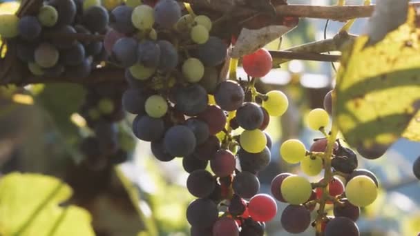 一丛束葡萄挂在葡萄藤上 背景上有阳光 摄像机由下到上的运动 私人酿酒的概念 — 图库视频影像