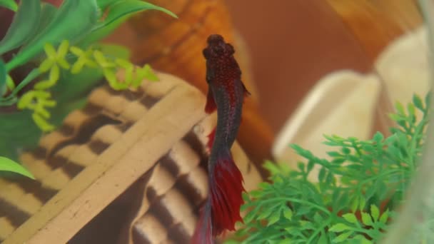 Pez Gallo Rojo Acuario Casero Vista Superior Concepto Mascotas — Vídeo de stock