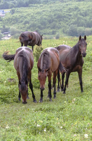 Drei Braune Pferde Stehen Hintereinander Einer Schaut Die Kamera Während — Stockfoto
