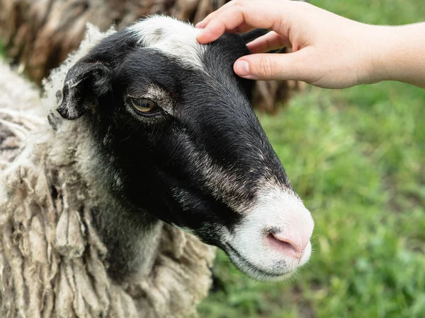 Közelkép Egy Kezéről Amint Egy Birka Fejét Simogatja Zöld Homályos — Stock Fotó